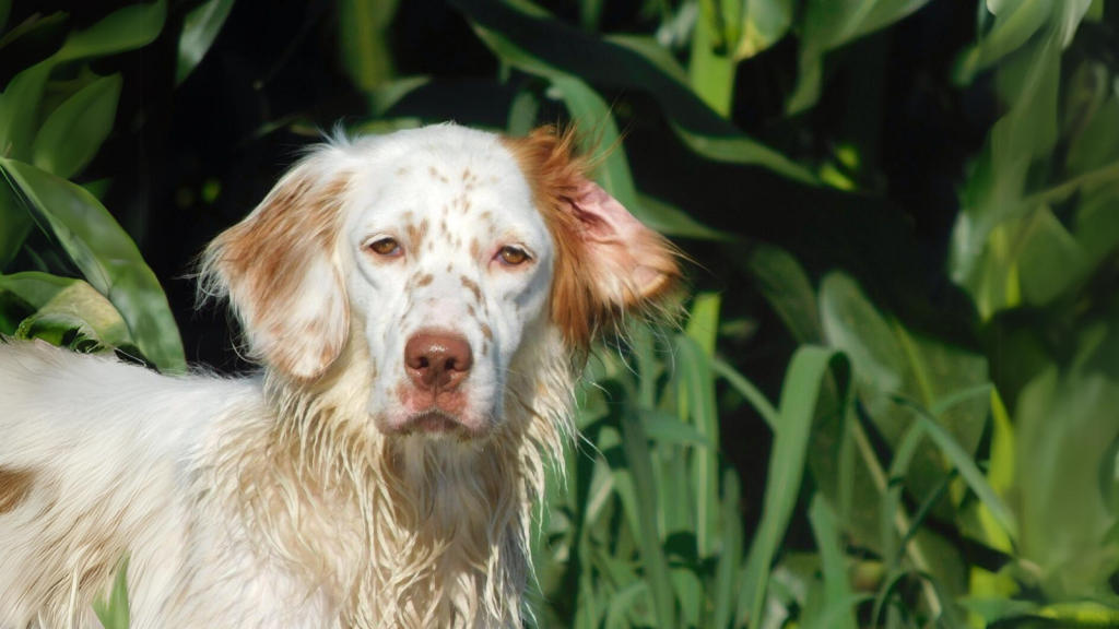 English Setter | These 20 Dog Breeds Are Vanishing in the UK