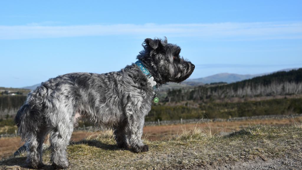 Glen of Imaal Terrier