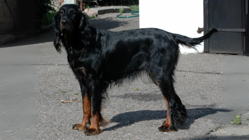 Gordon Setter