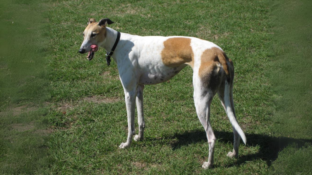 Greyhound