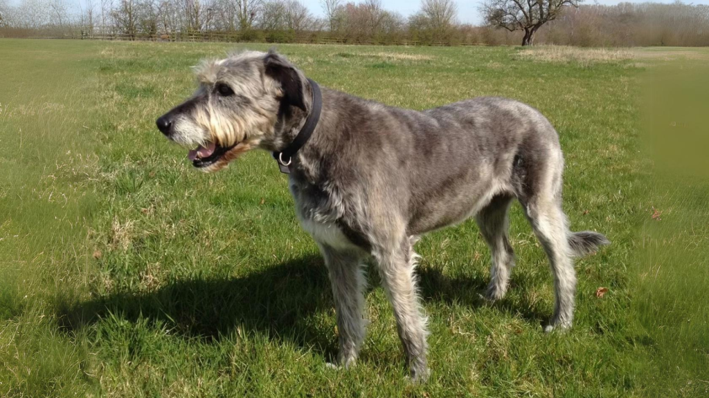 Irish Wolfhound