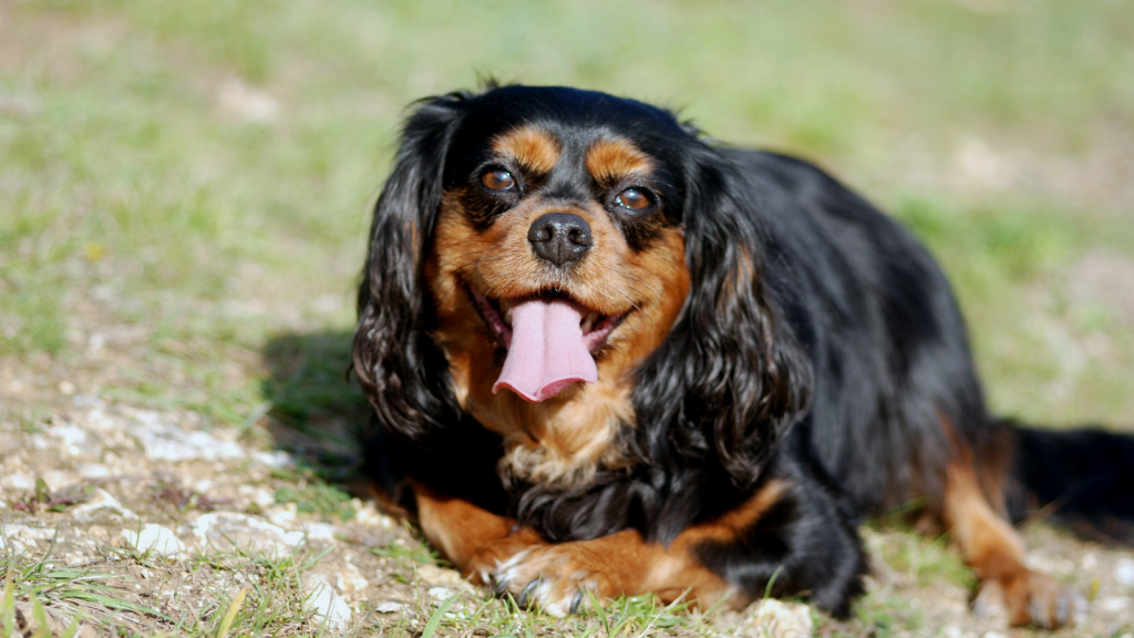 King Charles Spaniel