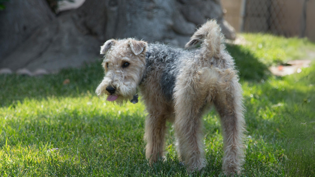 Lakeland Terrier