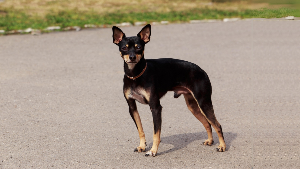 Manchester Terrier