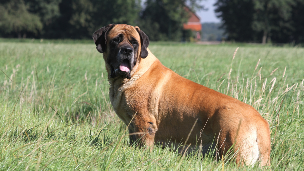 Mastiff