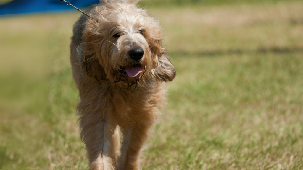 Otterhound