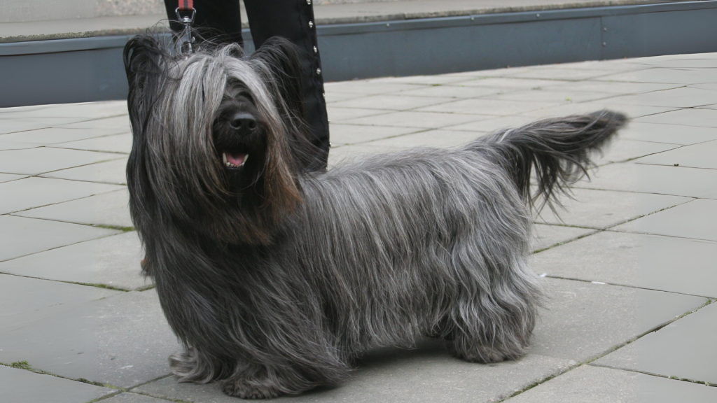 Skye Terrier