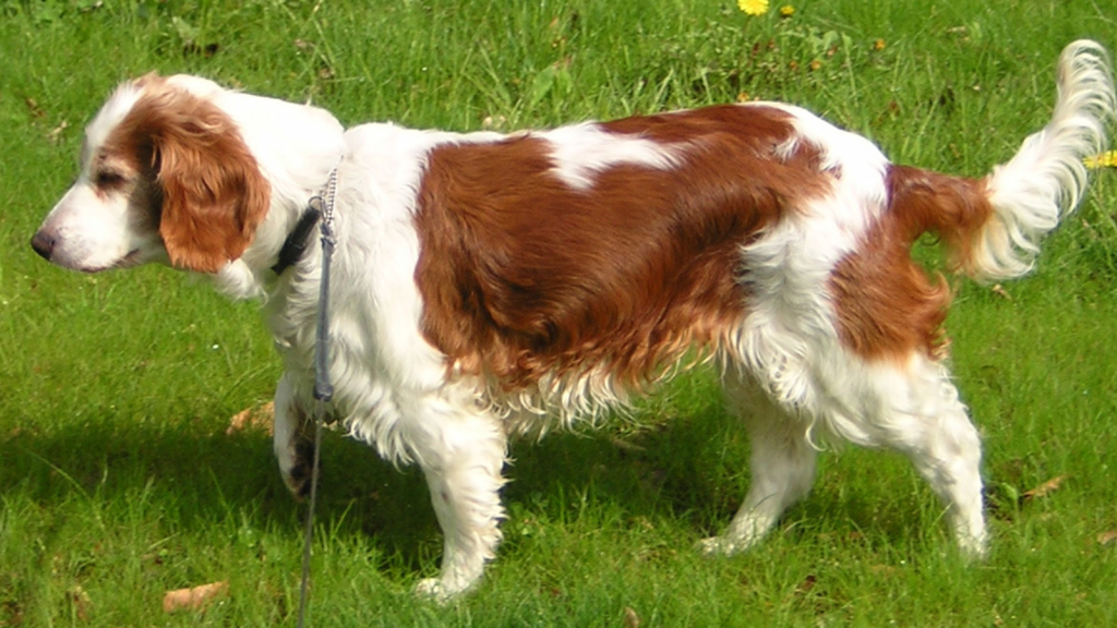 Welsh Springer Spaniel