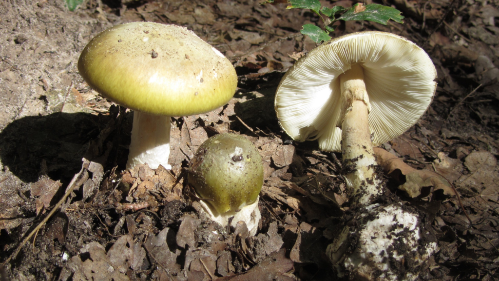 Death Cap (Amanita phalloides)