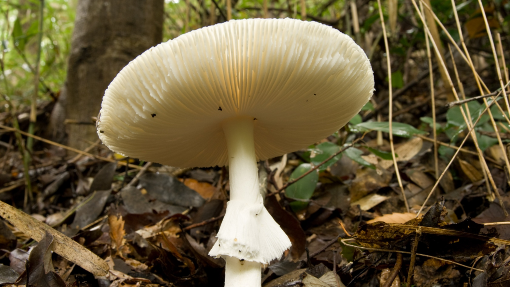 Destroying Angel (Amanita virosa)