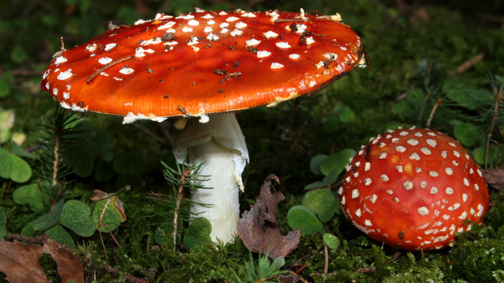 Fly Agaric (Amanita muscaria)