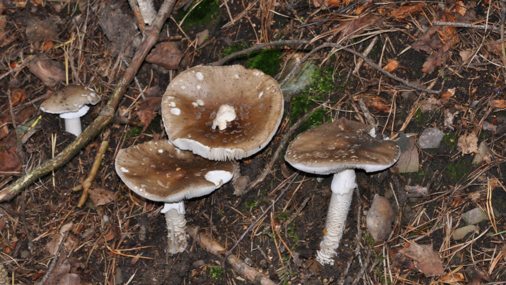 Panther Cap (Amanita pantherina)