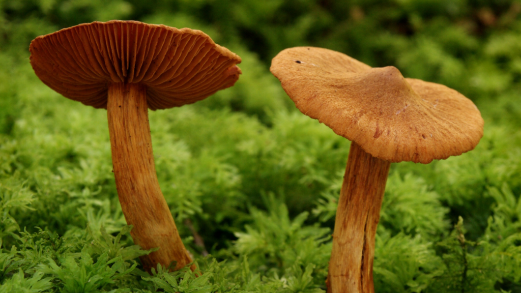 Deadly Webcap (Cortinarius rubellus)