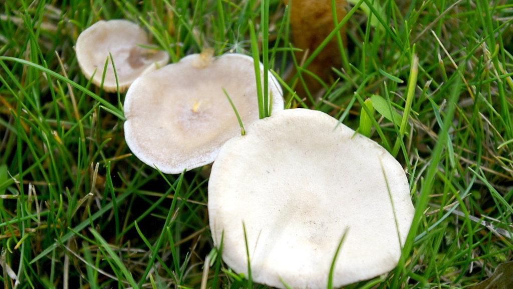 Fool’s Funnel (Clitocybe rivulosa)