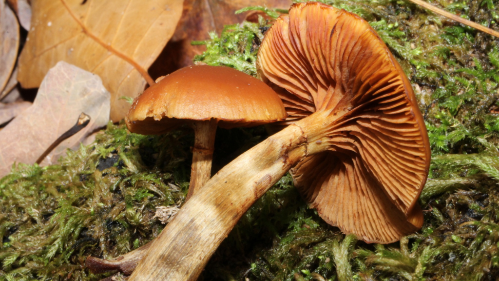 Funeral Bell (Galerina marginata)