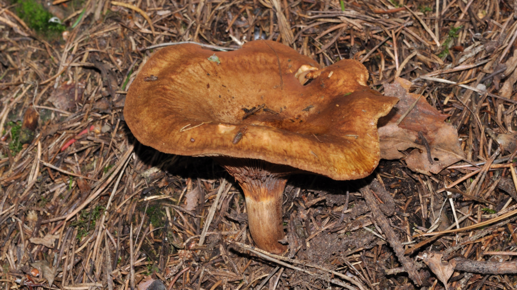 The Brown Roll-Rim (Paxillus involutus)