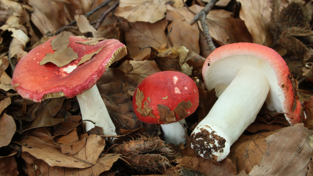 The Beechwood Sickener (Russula nobilis)