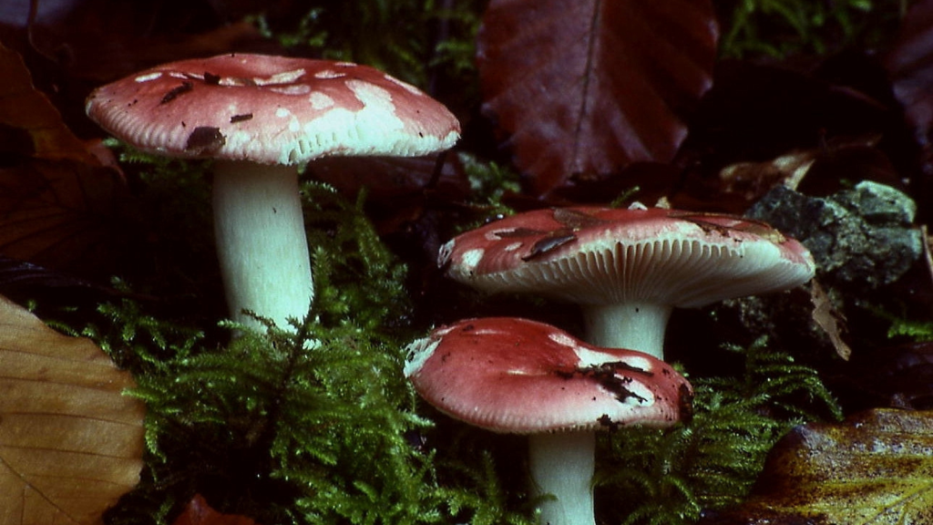 The Beechwood Sickener (Russula nobilis) | 15 of the Most Poisonous Mushrooms in the UK