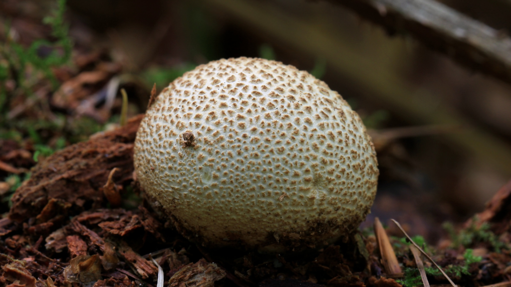 The Earthball (Scleroderma citrinum)