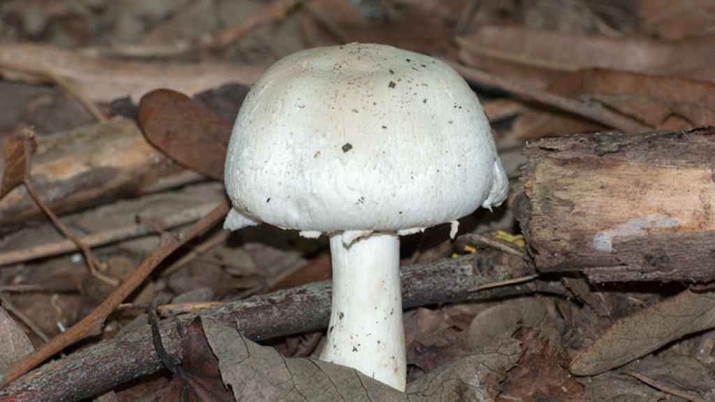 Yellow Stainer (Agaricus xanthodermus)