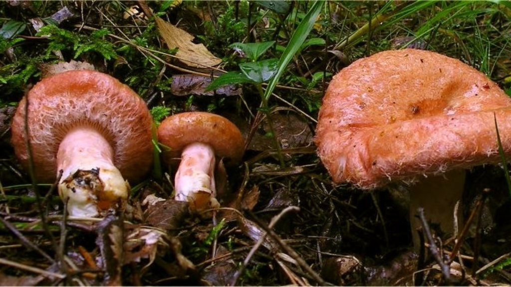 Woolly Milkcap (Lactarius torminosus)