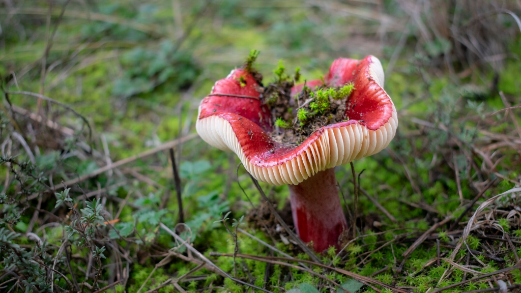 The Sickener (Russula emetica)