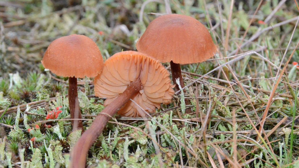 The Deceiver (Laccaria laccata)