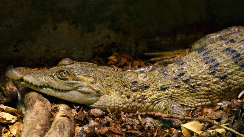 Philippine Crocodile