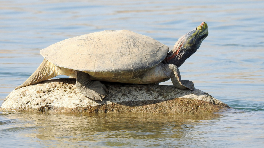 Red-Crowned Roofed Turtle