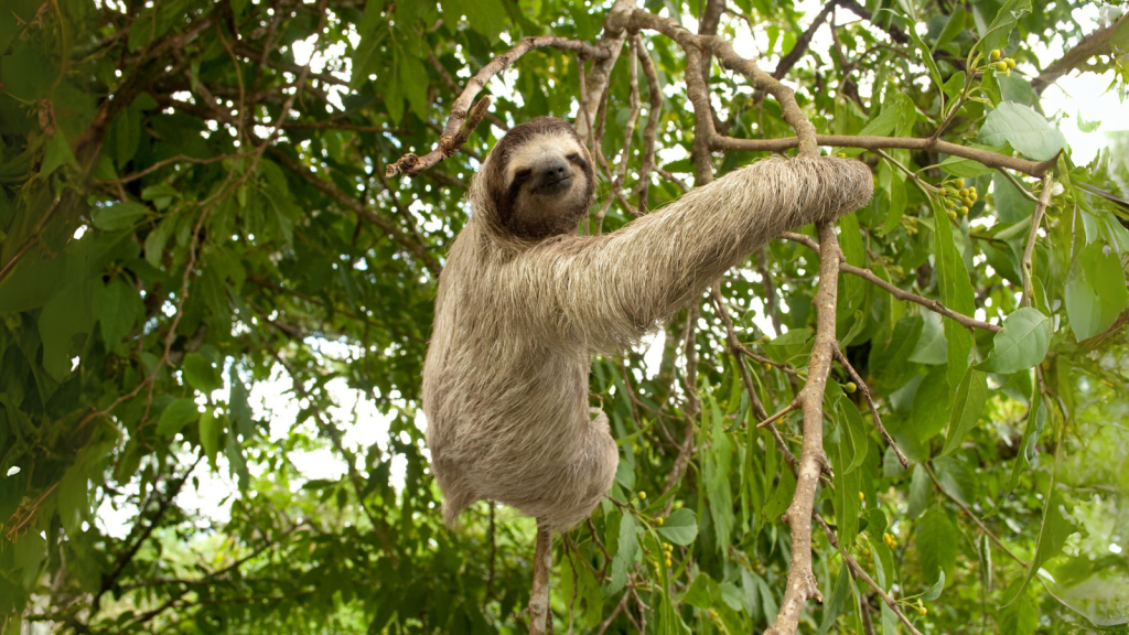 Pygmy Three-Toed Sloth