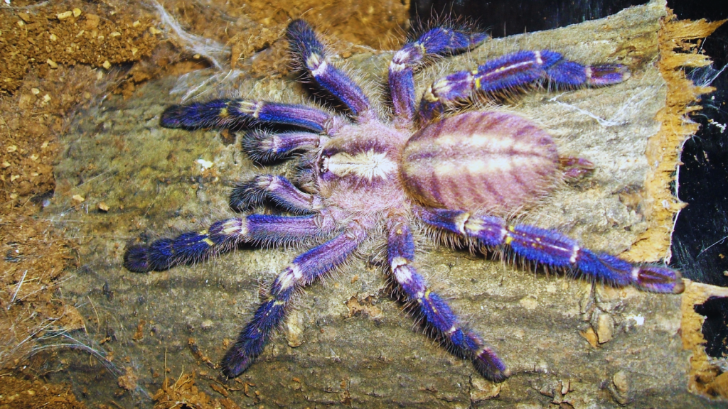 Gooty Tarantula