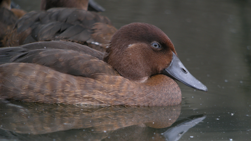 Madagascar Pochard