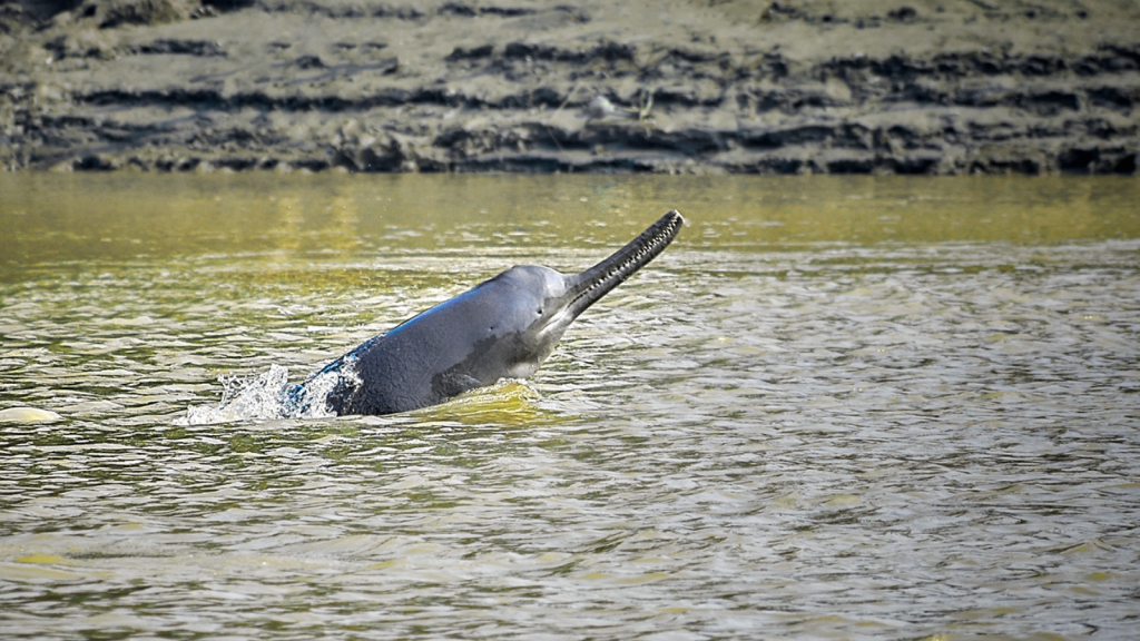 Ganges River Dolphin