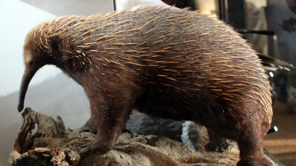 Attenborough’s Long-Beaked Echidna