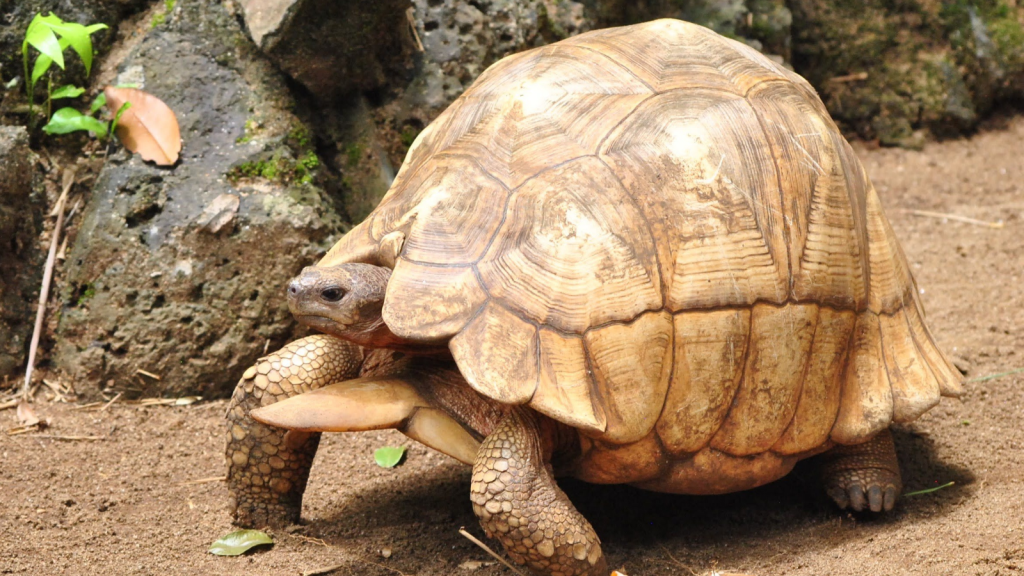 Ploughshare Tortoise