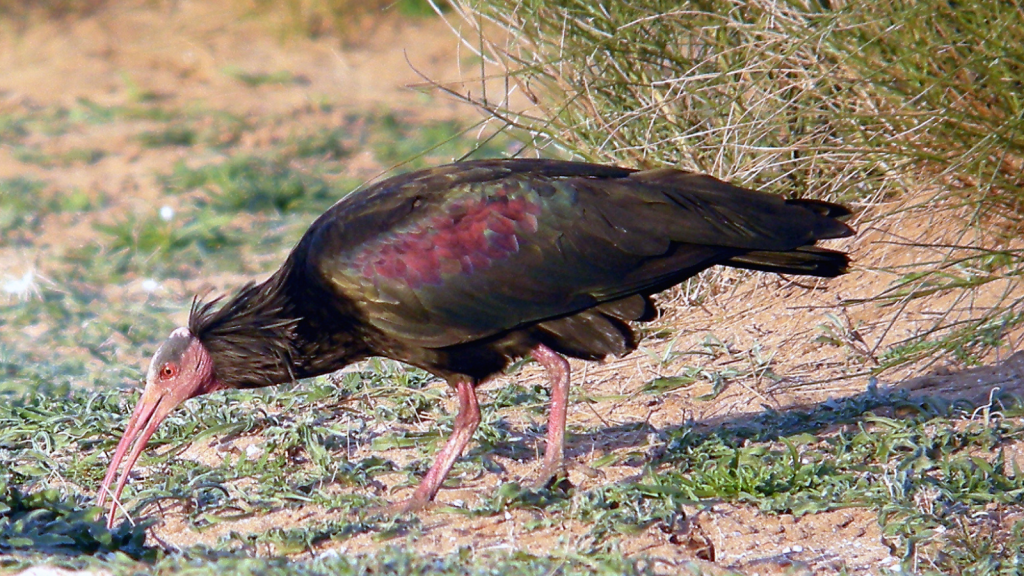 Northern Bald Ibis