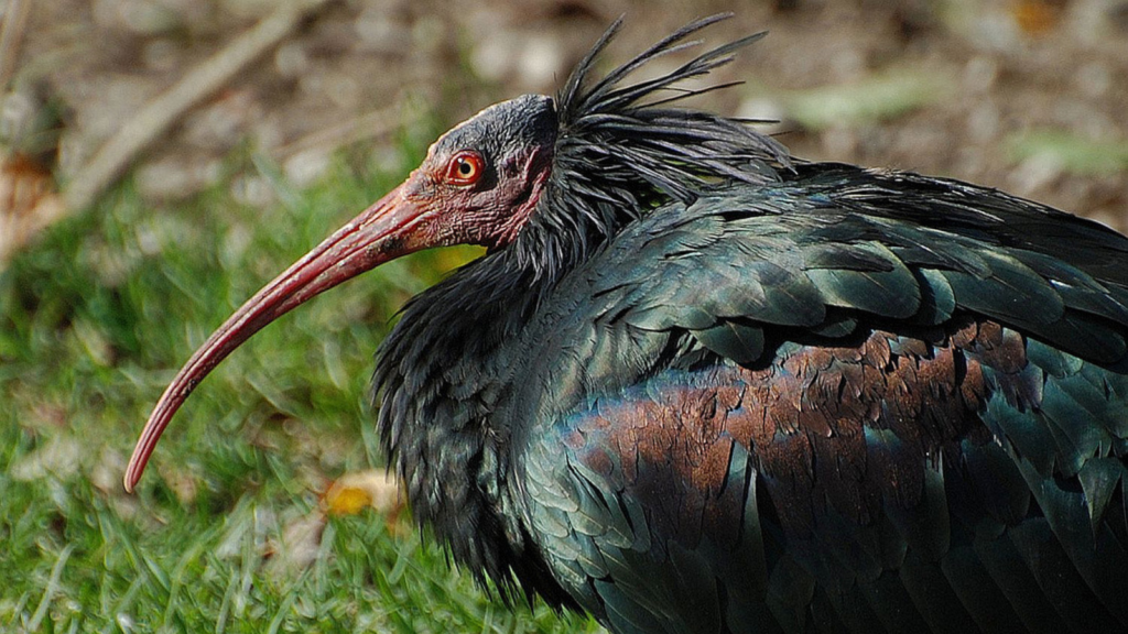 Northern Bald Ibis | 15 Endangered Species You’ve Never Heard Of But Need to Know About