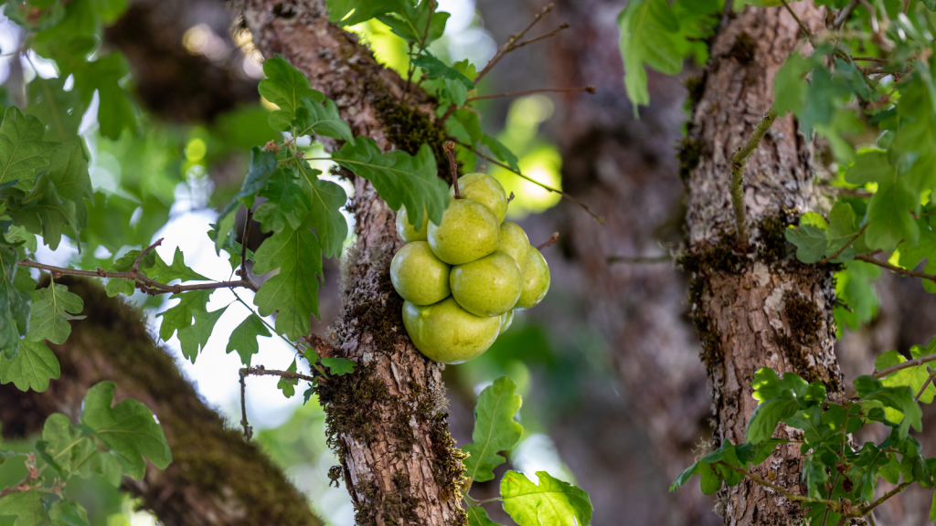 Oak Apple