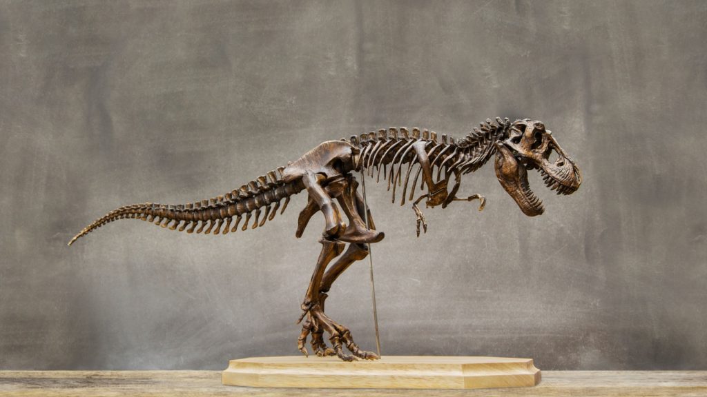 dino skeleton