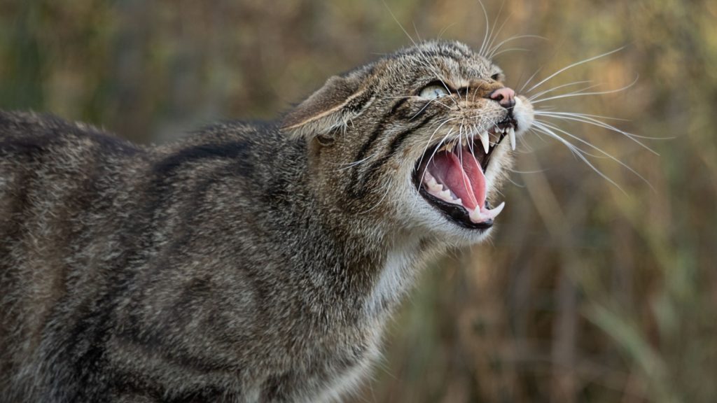 Scottish wildcat