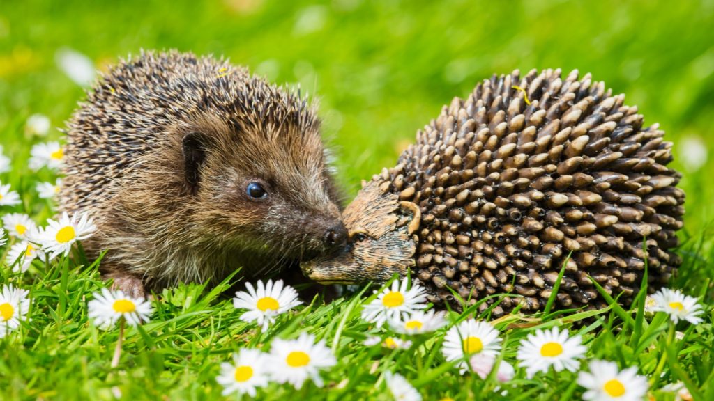 hedgehog