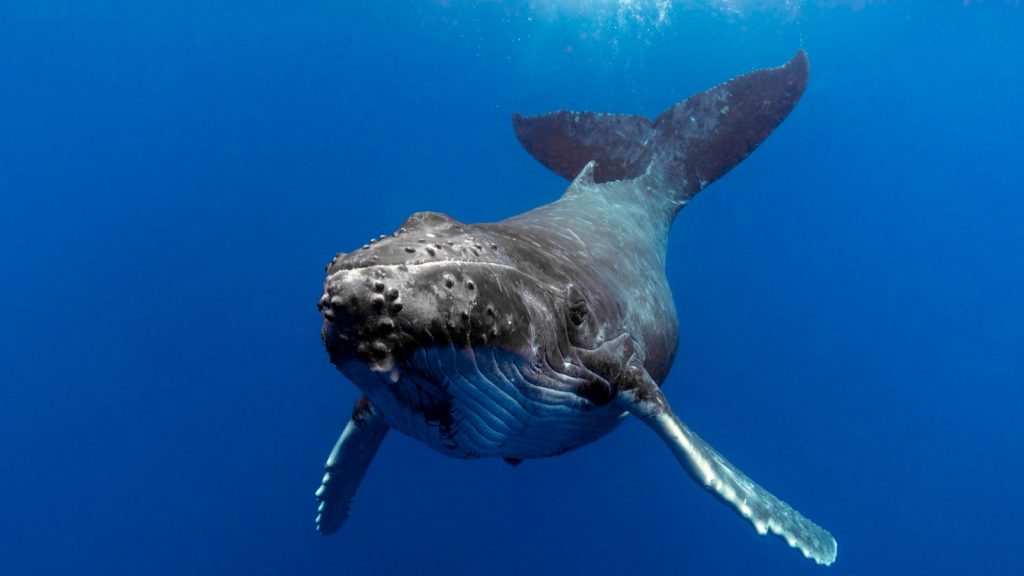 humpback whale