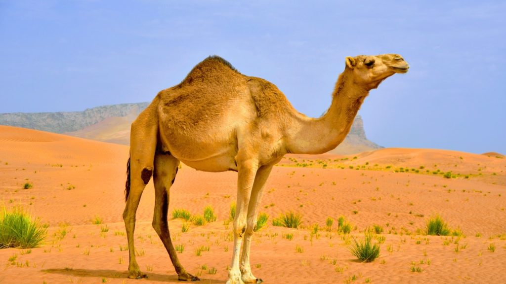 Camel Hump