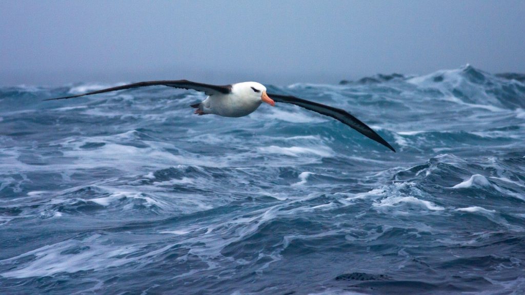 Albatrosses 