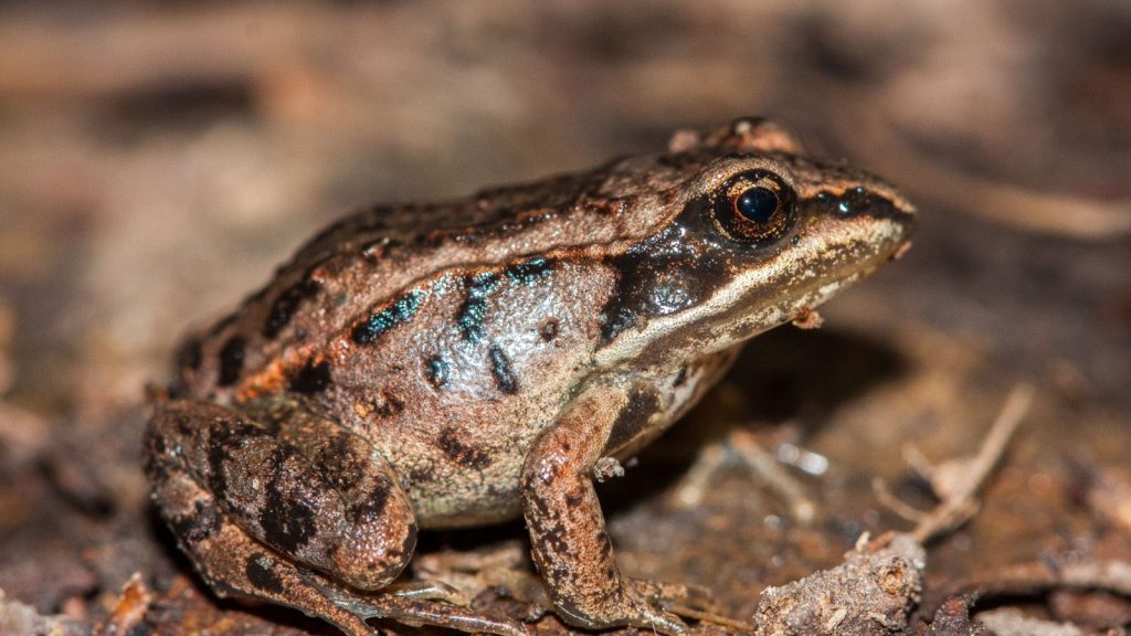 Wood Frogs 