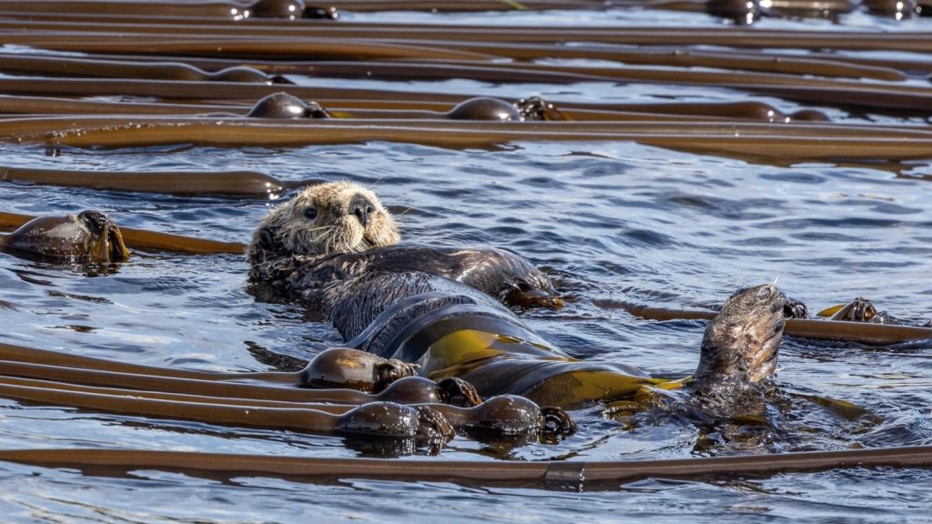 Sea Otters