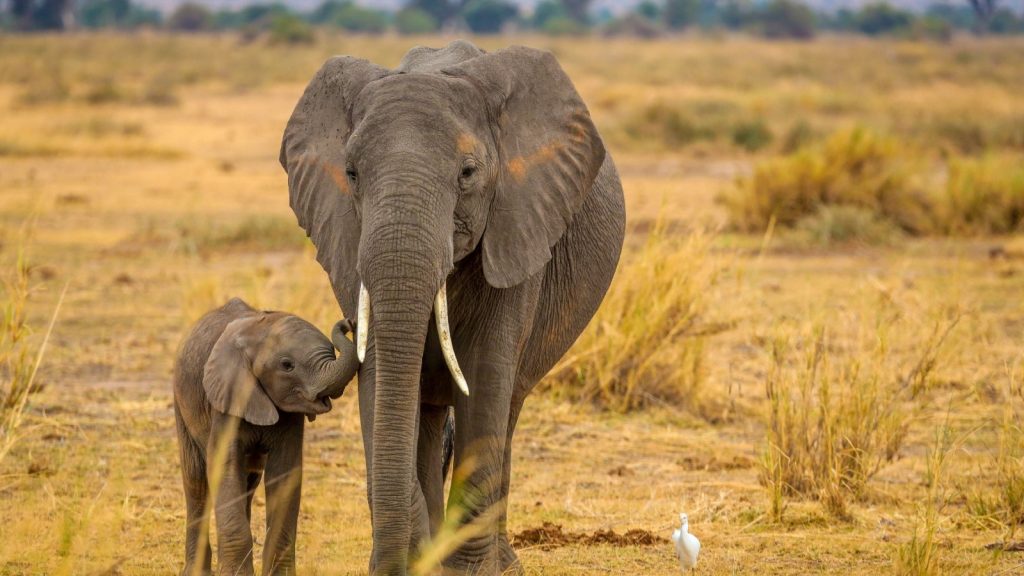 Elephants