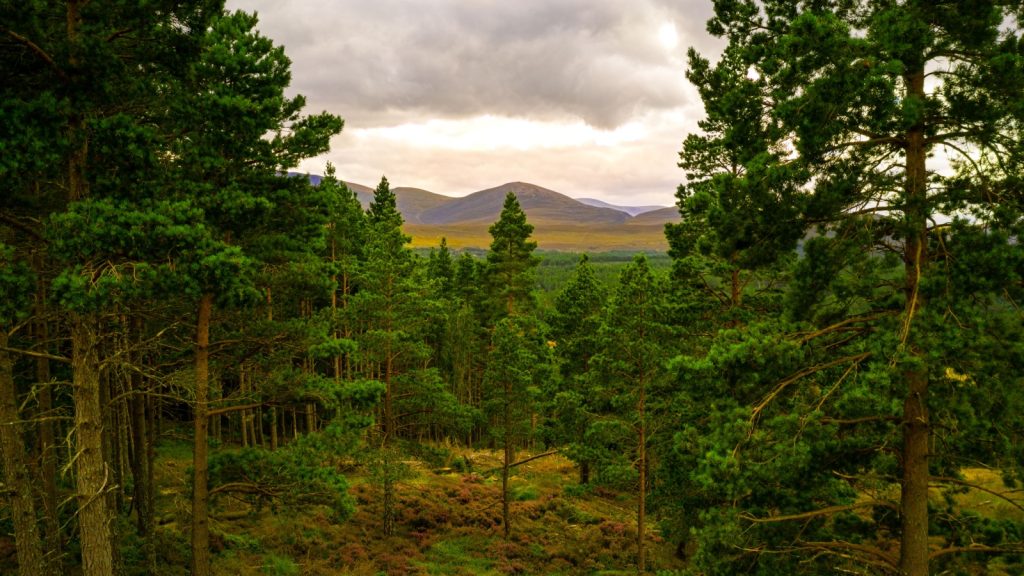 overview of a beautiful forest
