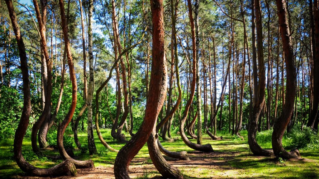 The Crooked Forest, Poland