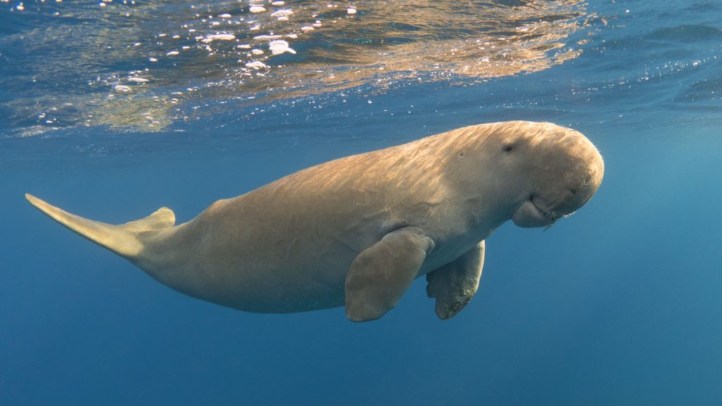 manatee